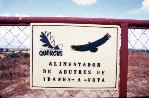 1986 - Quercus lança campanha de protecção às aves de rapina nomeadamente com a criação de Alimentadores de Abutres na região de Castelo de Vide. © QUERCUS